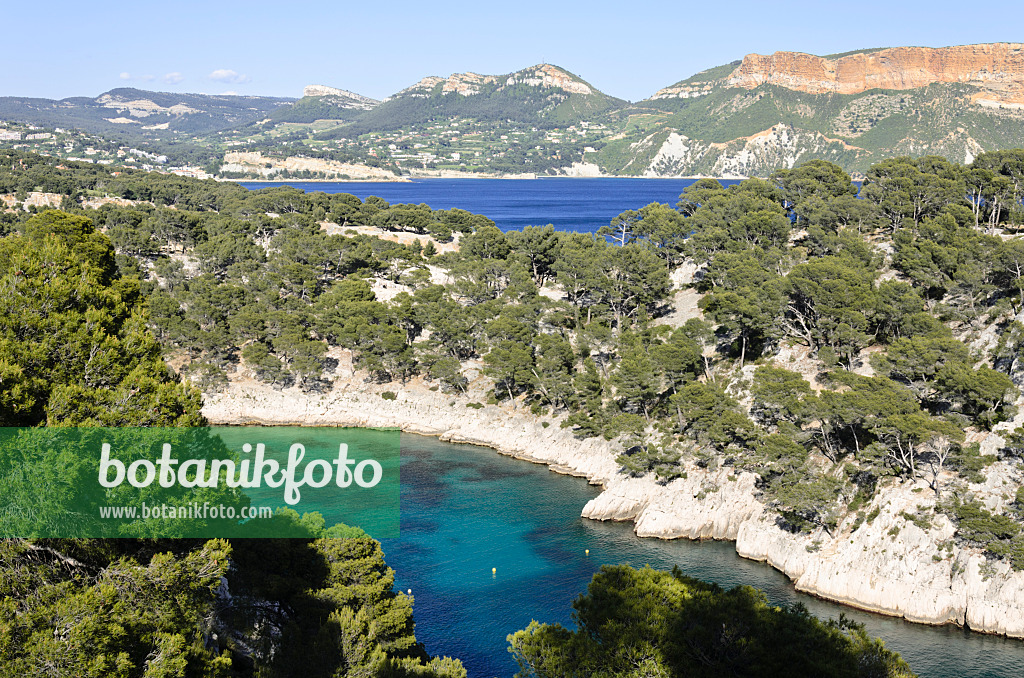 533202 - Aleppo-Kiefern (Pinus halepensis) an der Calanque de Port-Pin, Nationalpark Calanques, Frankreich