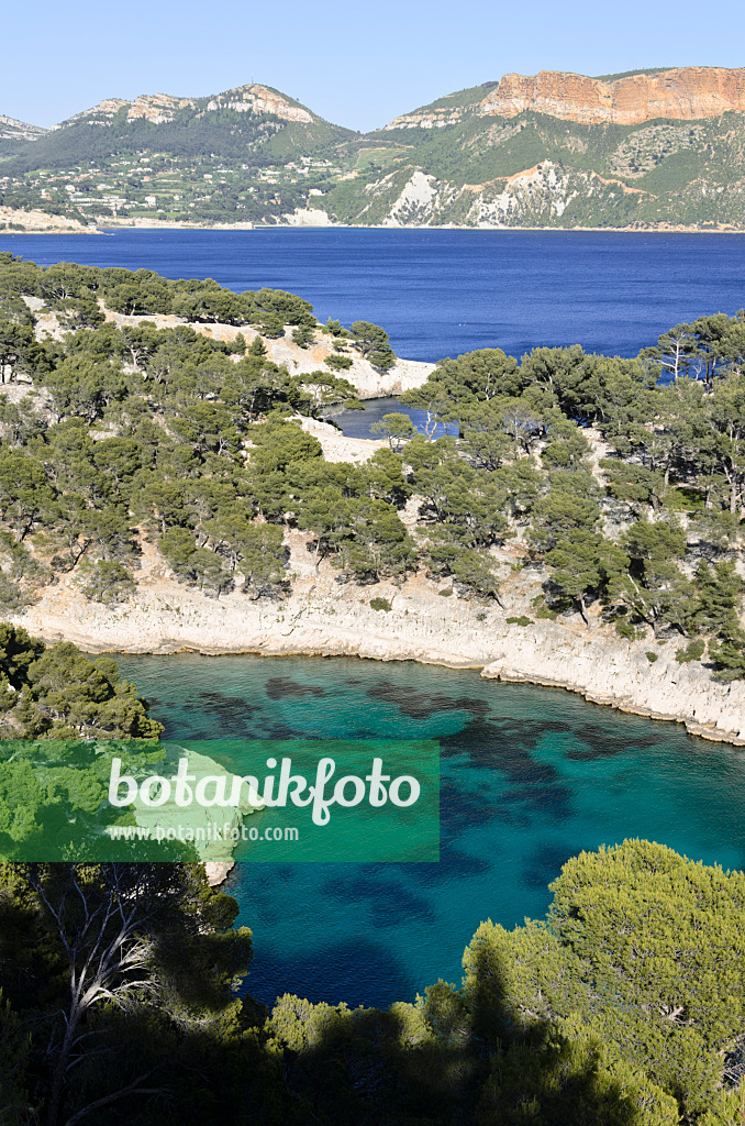 533203 - Aleppo-Kiefern (Pinus halepensis) an der Calanque de Port-Pin, Nationalpark Calanques, Frankreich