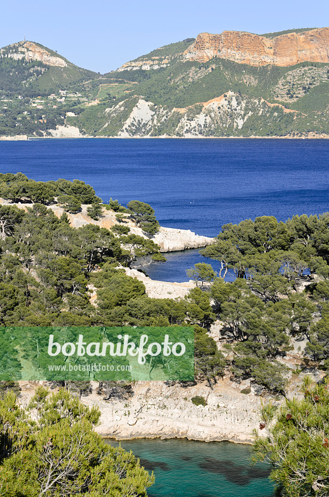 533204 - Aleppo-Kiefern (Pinus halepensis) an der Calanque de Port-Pin, Nationalpark Calanques, Frankreich