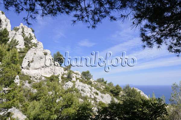 533157 - Aleppo-Kiefern (Pinus halepensis), Nationalpark Calanques, Frankreich
