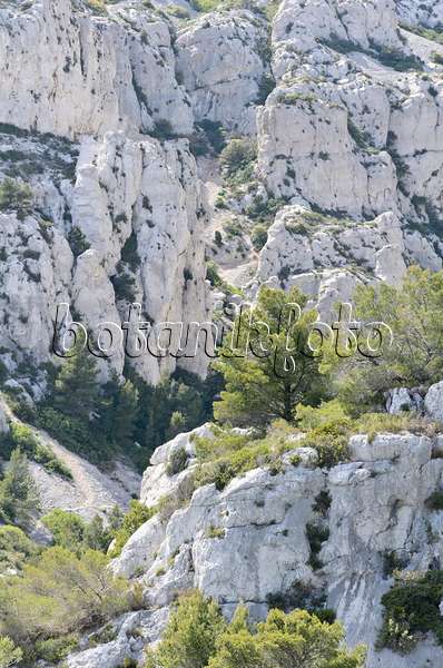 533158 - Aleppo-Kiefern (Pinus halepensis), Nationalpark Calanques, Frankreich