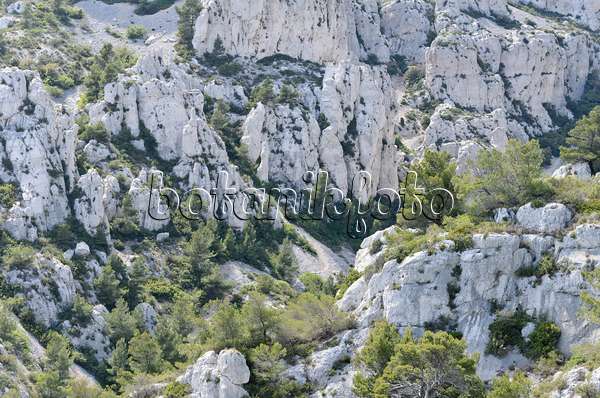 533159 - Aleppo-Kiefern (Pinus halepensis), Nationalpark Calanques, Frankreich