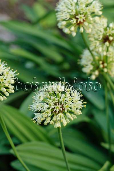 484276 - Allermannsharnisch (Allium victorialis)