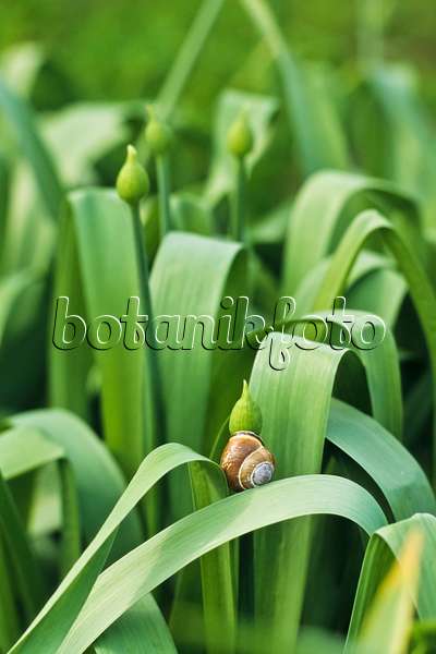 389081 - Allermannsharnisch (Allium victorialis) mit Schnecke