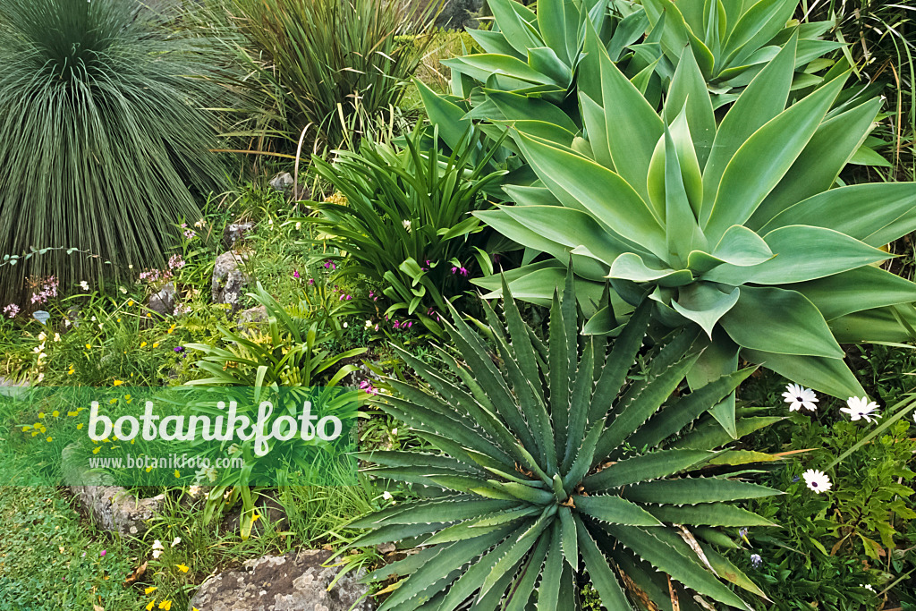 388015 - Aloe (Aloe), Agave (Agave) und Grasbaum (Xanthorrhoea)