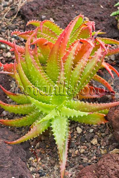550024 - Aloe (Aloe dorotheae)