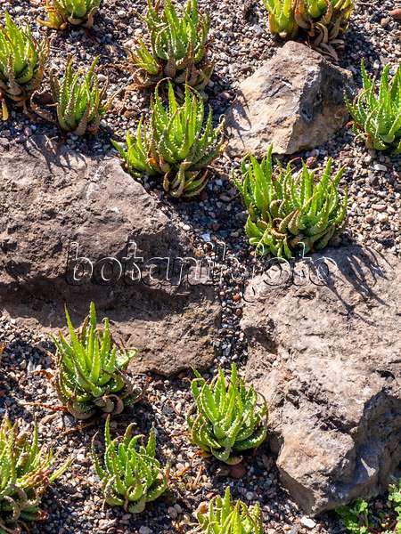 427223 - Aloe (Aloe humilis) zwischen Felssteinen im Sonnenlicht