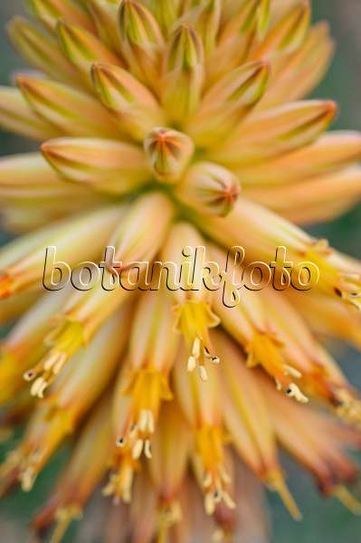470009 - Aloe (Aloe rubroviolacea)