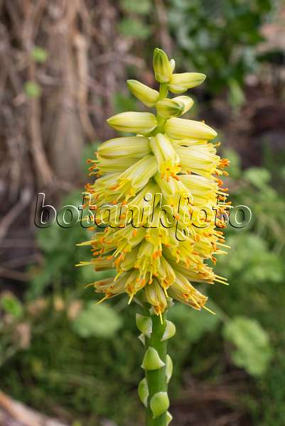 578024 - Aloe (Aloe schomeri)