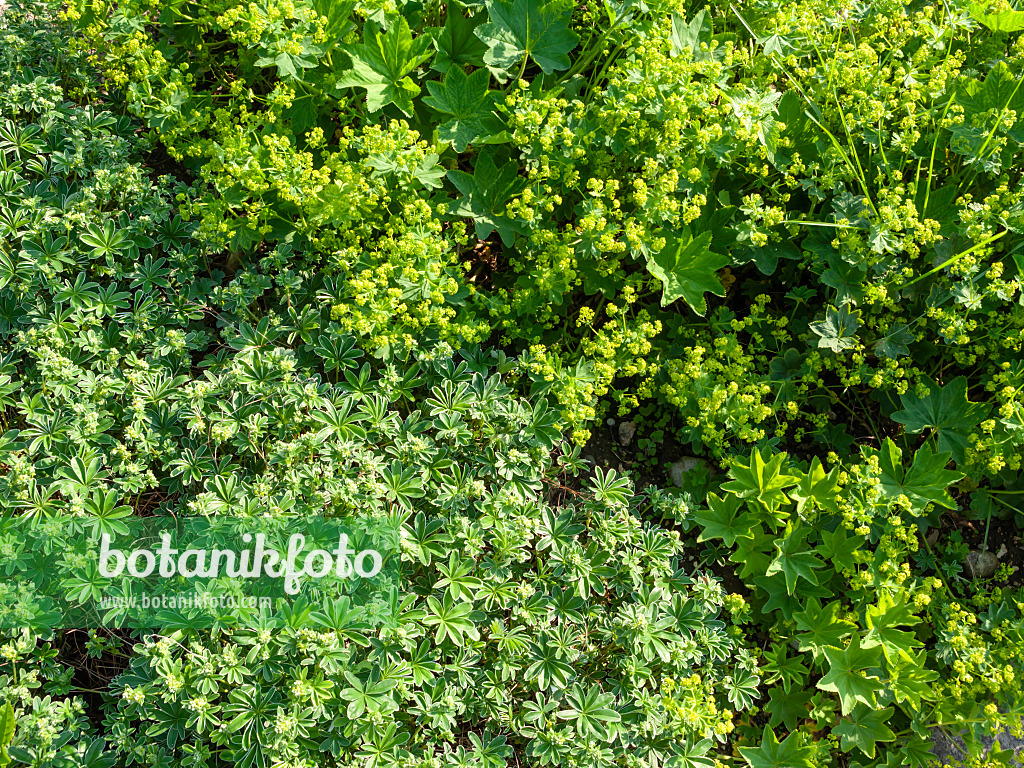 437277 - Alpen-Frauenmantel (Alchemilla alpina) und Verbundener Frauenmantel (Alchemilla conjuncta)