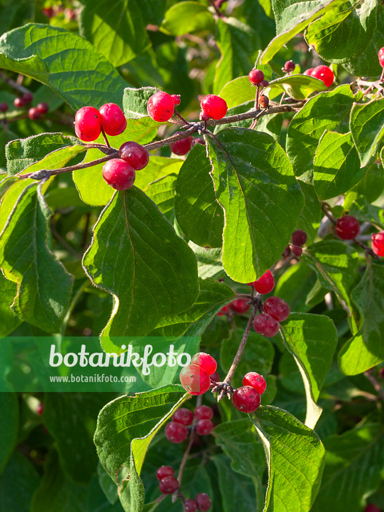 403007 - Alpen-Heckenkirsche (Lonicera alpigena)