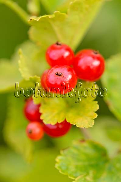 534095 - Alpen-Johannisbeere (Ribes alpinum)
