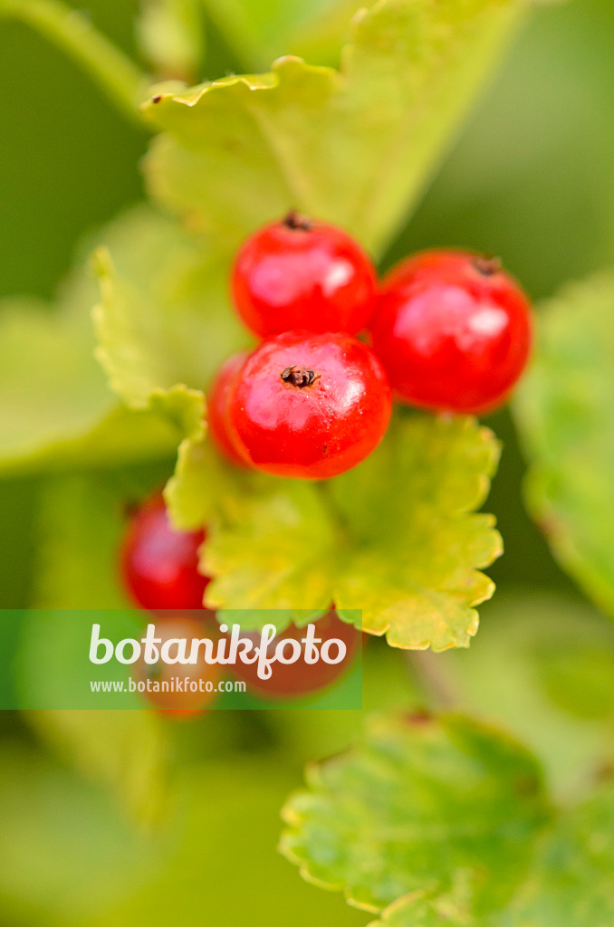 534095 - Alpen-Johannisbeere (Ribes alpinum)