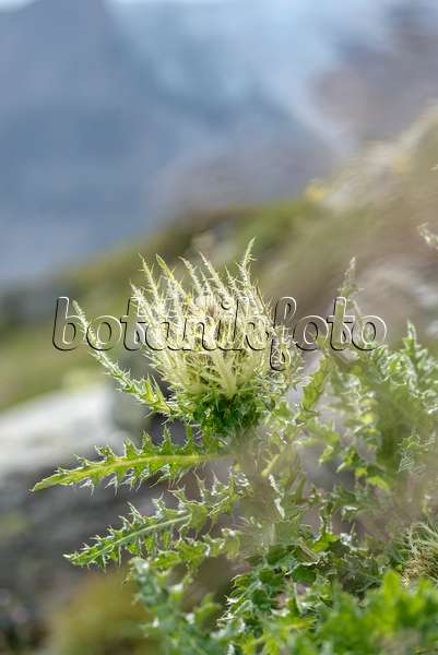 575058 - Alpen-Kratzdistel (Cirsium spinosissimum)