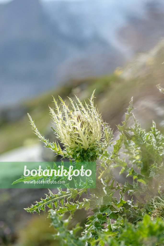 575058 - Alpen-Kratzdistel (Cirsium spinosissimum)