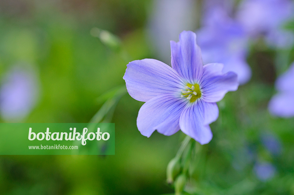 472161 - Alpen-Lein (Linum perenne subsp. alpinum)