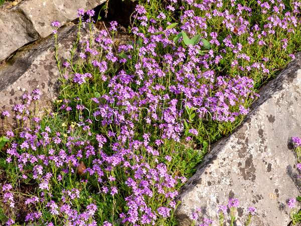 460109 - Alpenbalsam (Erinus alpinus)