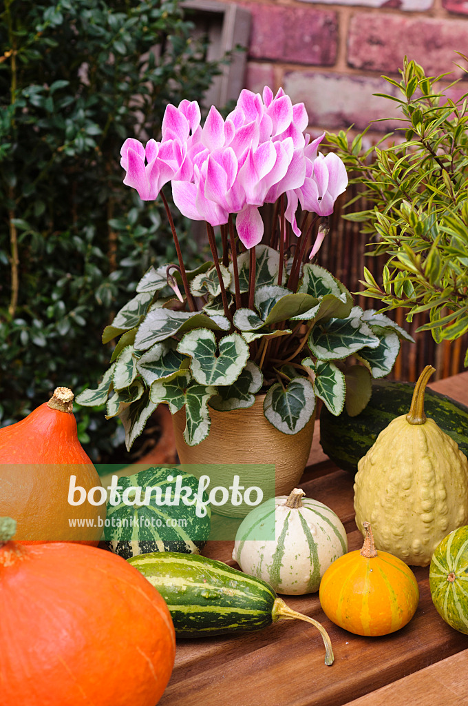 477085 - Alpenveilchen (Cyclamen persicum) und Zierkürbisse (Cucurbita pepo)