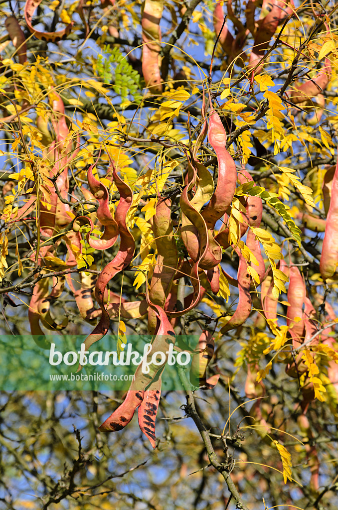 525420 - Amerikanische Gleditschie (Gleditsia triacanthos)