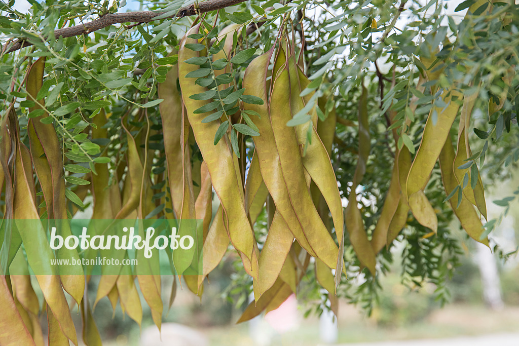 616218 - Amerikanische Gleditschie (Gleditsia triacanthos)