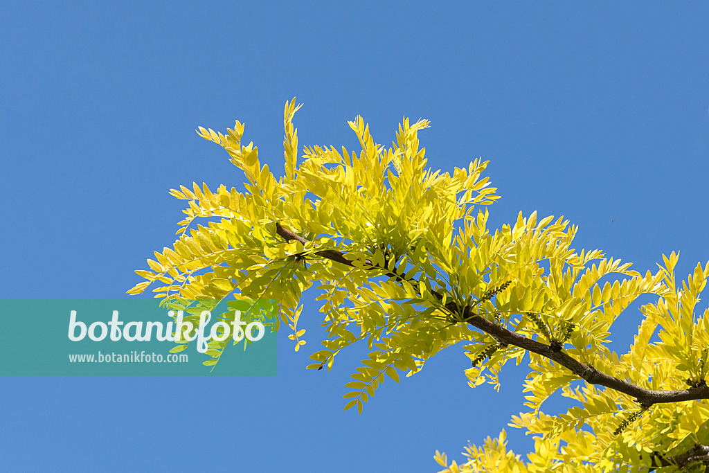 638108 - Amerikanische Gleditschie (Gleditsia triacanthos 'Sunburst')