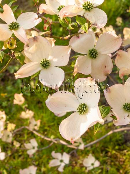 412069 - Amerikanischer Blütenhartriegel (Cornus florida)