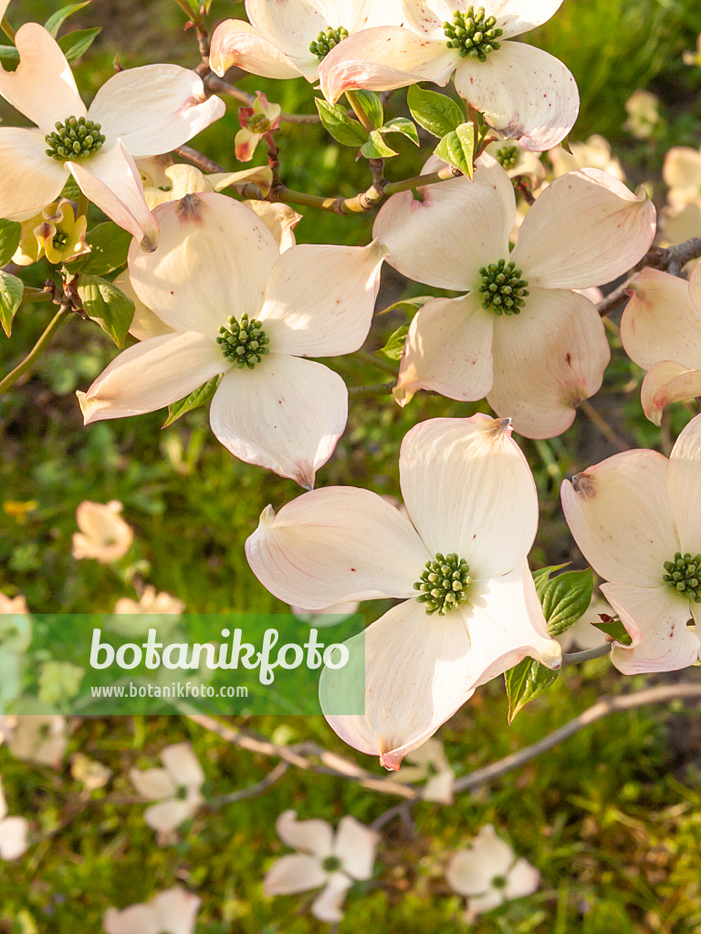 412069 - Amerikanischer Blütenhartriegel (Cornus florida)