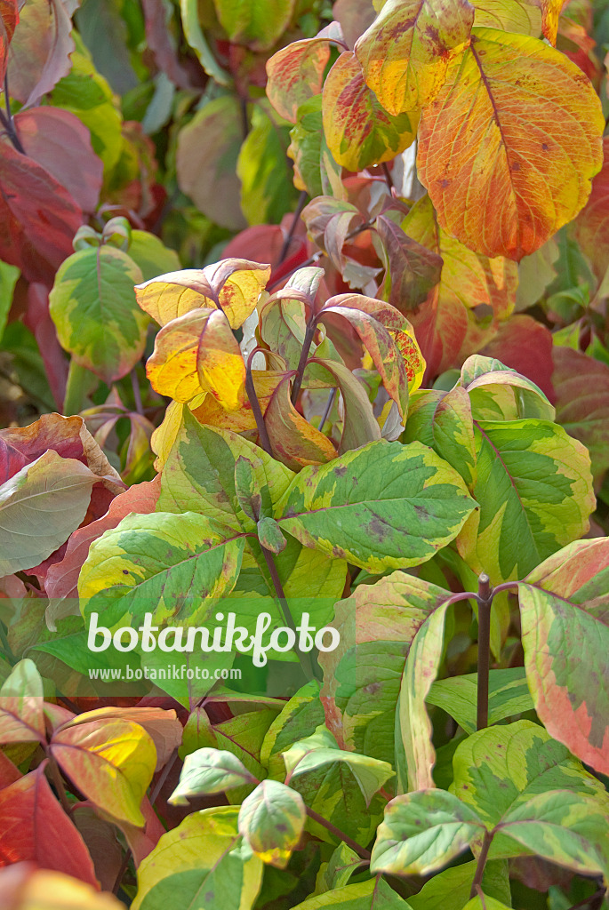 502162 - Amerikanischer Blütenhartriegel (Cornus florida 'Rainbow')