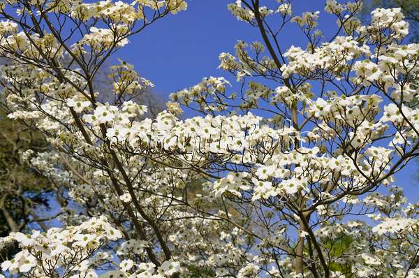 543065 - Amerikanischer Blütenhartriegel (Cornus florida)