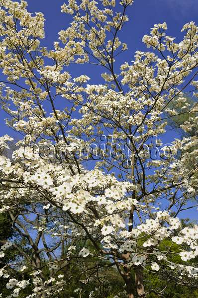 543067 - Amerikanischer Blütenhartriegel (Cornus florida)
