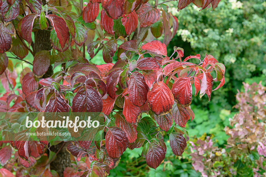 575069 - Amerikanischer Blütenhartriegel (Cornus florida)