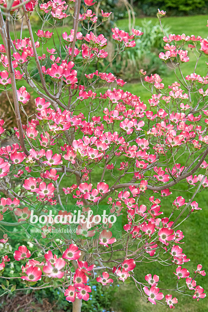 638062 - Amerikanischer Blütenhartriegel (Cornus florida 'Sweetwater')