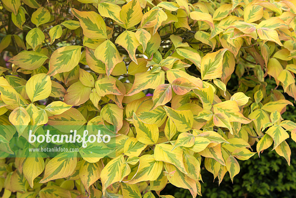 638064 - Amerikanischer Blütenhartriegel (Cornus florida 'Cherokee Sunset')