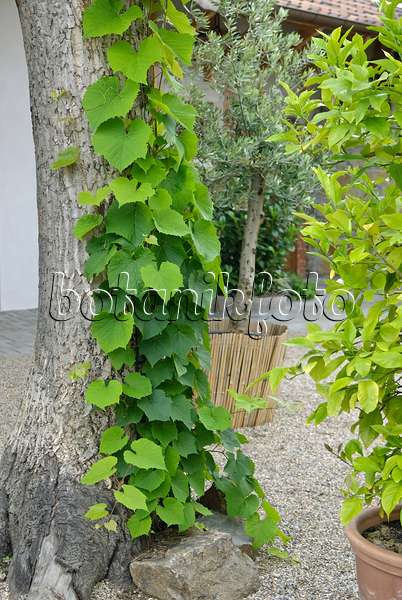 502454 - Amur-Rebe (Vitis amurensis) an einem Baumstamm in einem kiesbedeckten Garten
