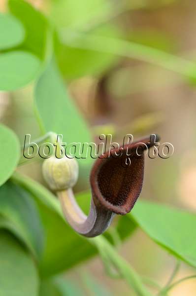 495240 - Andalusische Pfeifenblume (Aristolochia baetica)
