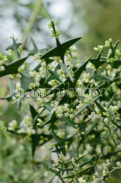 535168 - Ankerpflanze (Colletia paradoxa syn. Colletia cruciata)