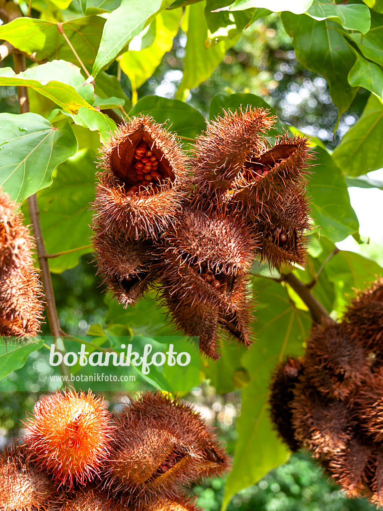 434082 - Annatto (Bixa orellana)