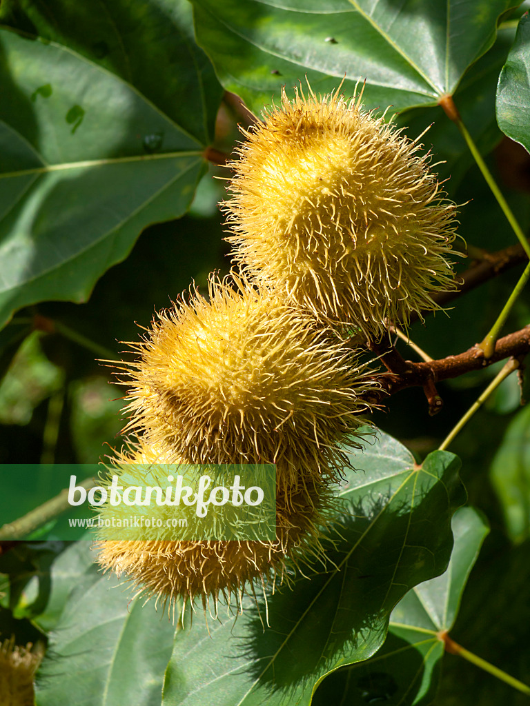 434083 - Annatto (Bixa orellana)