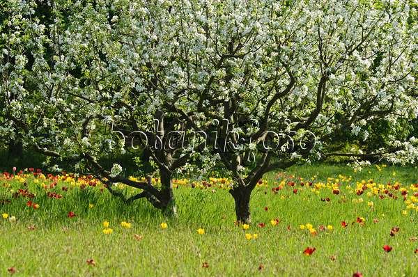 508015 - Apfel (Malus) und Tulpen (Tulipa)
