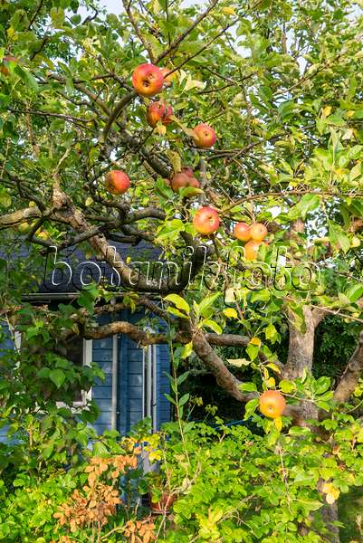 625018 - Apfelbaum vor einer Gartenlaube
