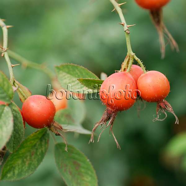 535326 - Apfelrose (Rosa villosa)