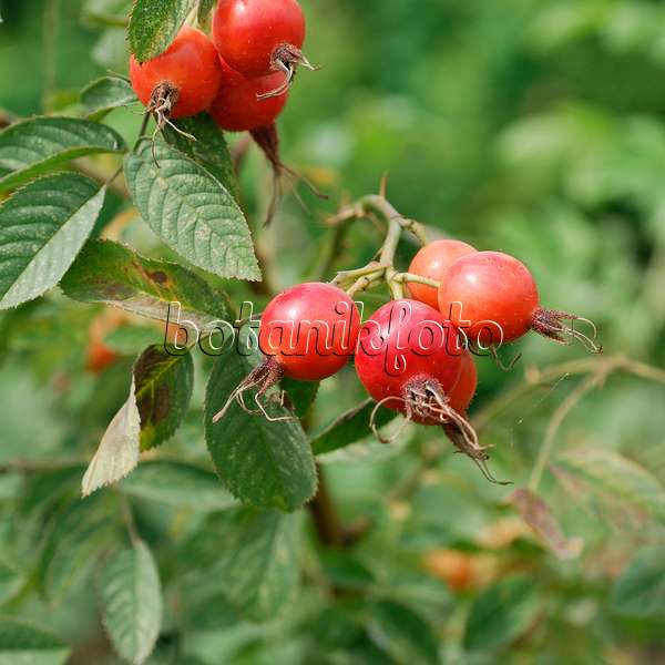 535377 - Apfelrose (Rosa villosa)
