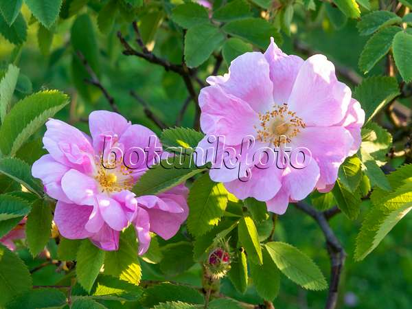 448091 - Apfelrose (Rosa villosa 'Duplex')