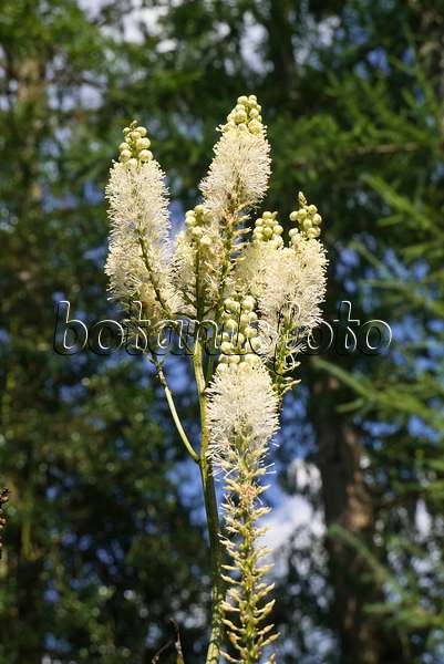609012 - Appalachen-Silberkerze (Cimicifuga rubifolia syn. Actaea rubifolia)
