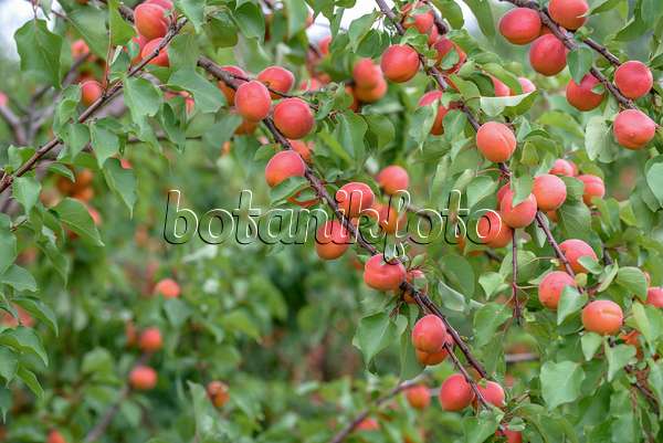 575209 - Aprikose (Prunus armeniaca 'Bergarouge')