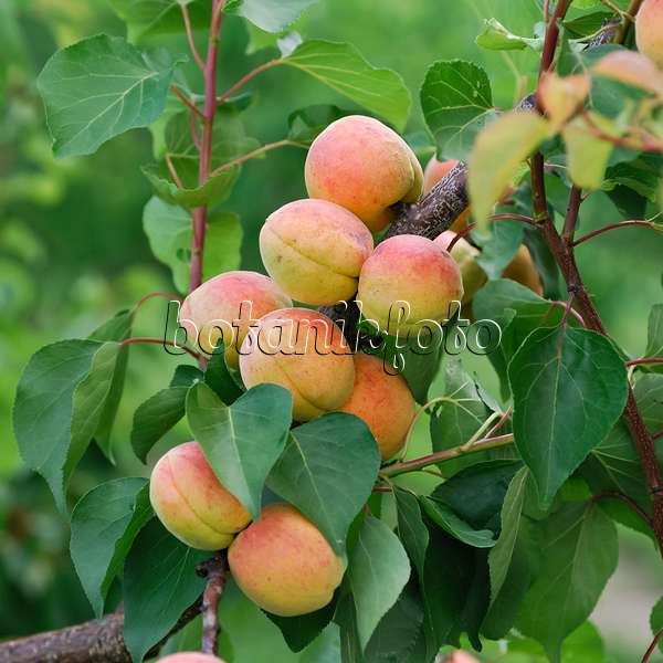 454045 - Aprikose (Prunus armeniaca 'Bergeron')