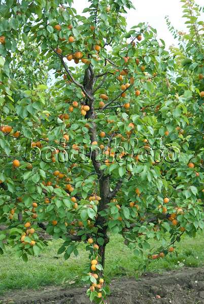 502326 - Aprikose (Prunus armeniaca 'Goldrich')