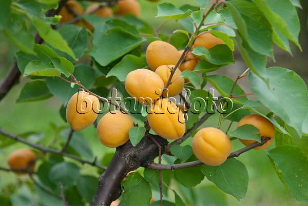 502327 - Aprikose (Prunus armeniaca 'Goldrich')