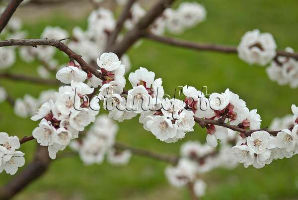 517342 - Aprikose (Prunus armeniaca 'Goldrich')