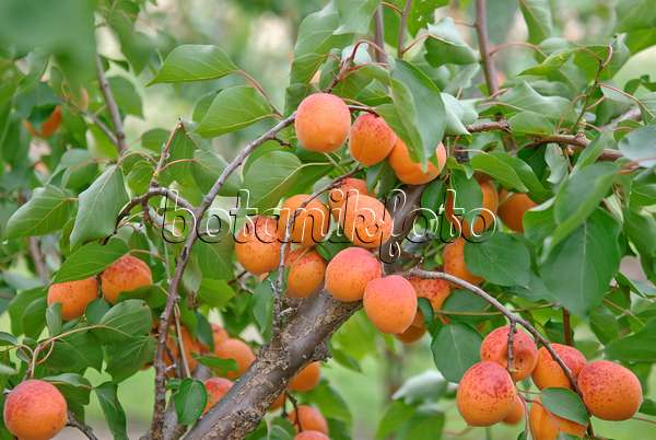 502331 - Aprikose (Prunus armeniaca 'Orangered')